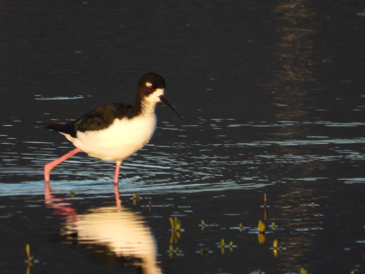 クロエリセイタカシギ - ML646571202