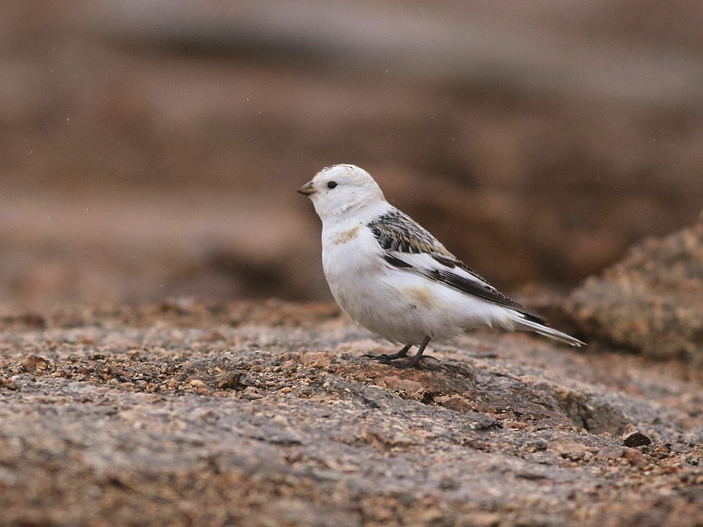 Snow Bunting - ML646571207