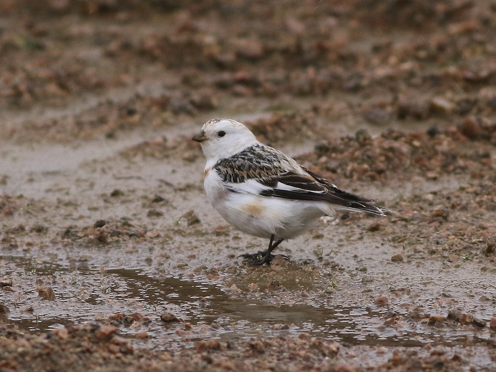 Snow Bunting - ML646571208