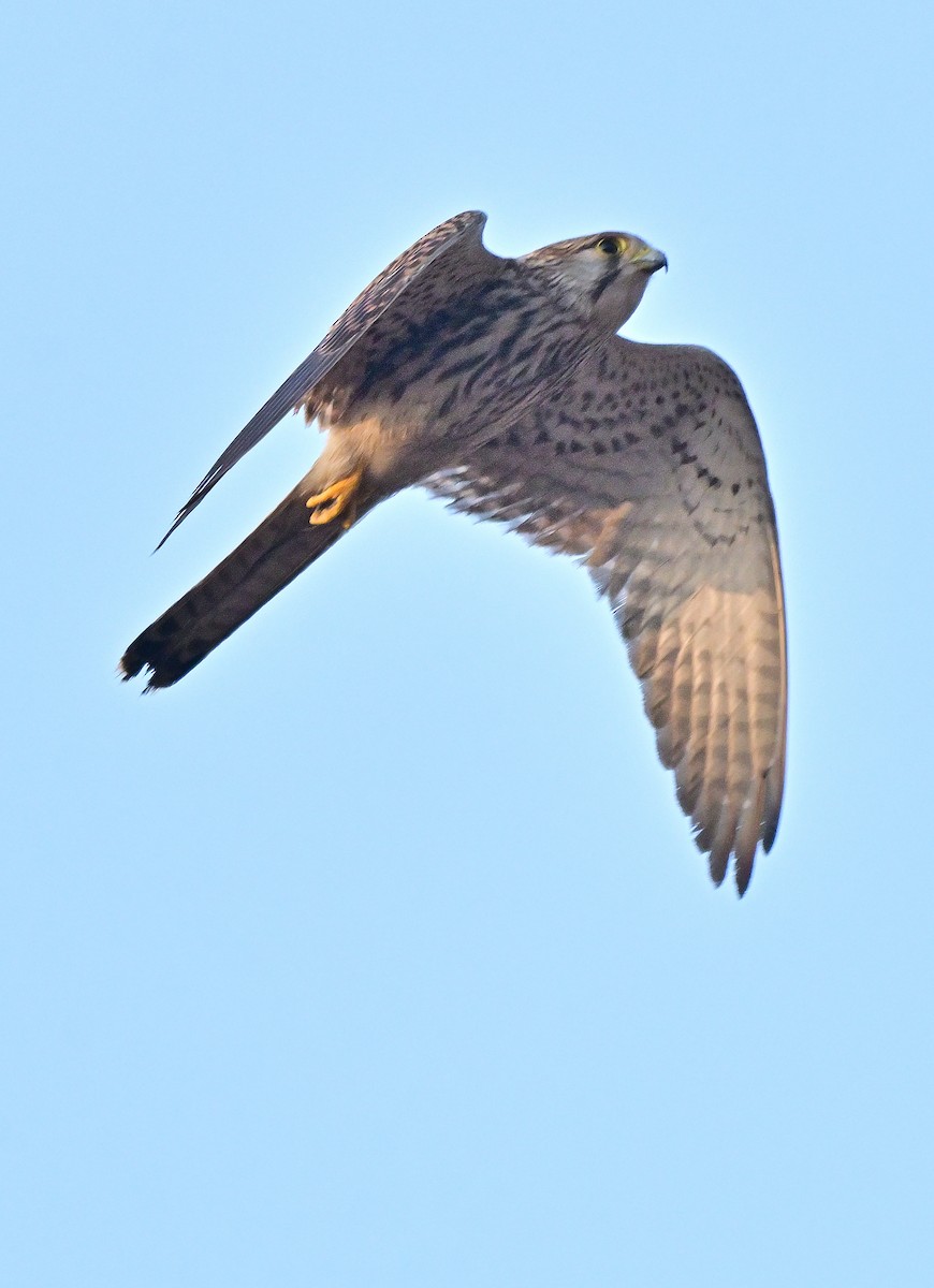 Eurasian Kestrel - ML646571210