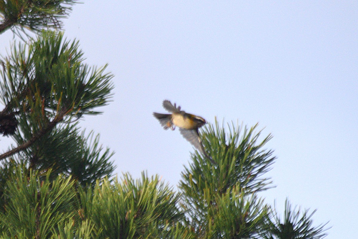 Common Firecrest - ML646571211