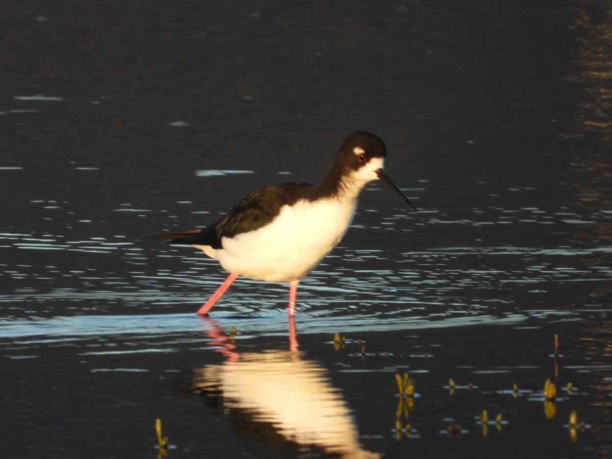 クロエリセイタカシギ - ML646571212