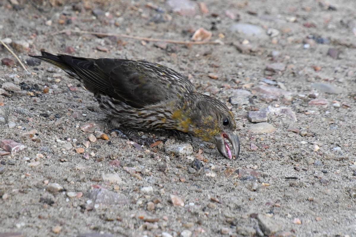 Гацуурын солбин хошуут - ML646571218