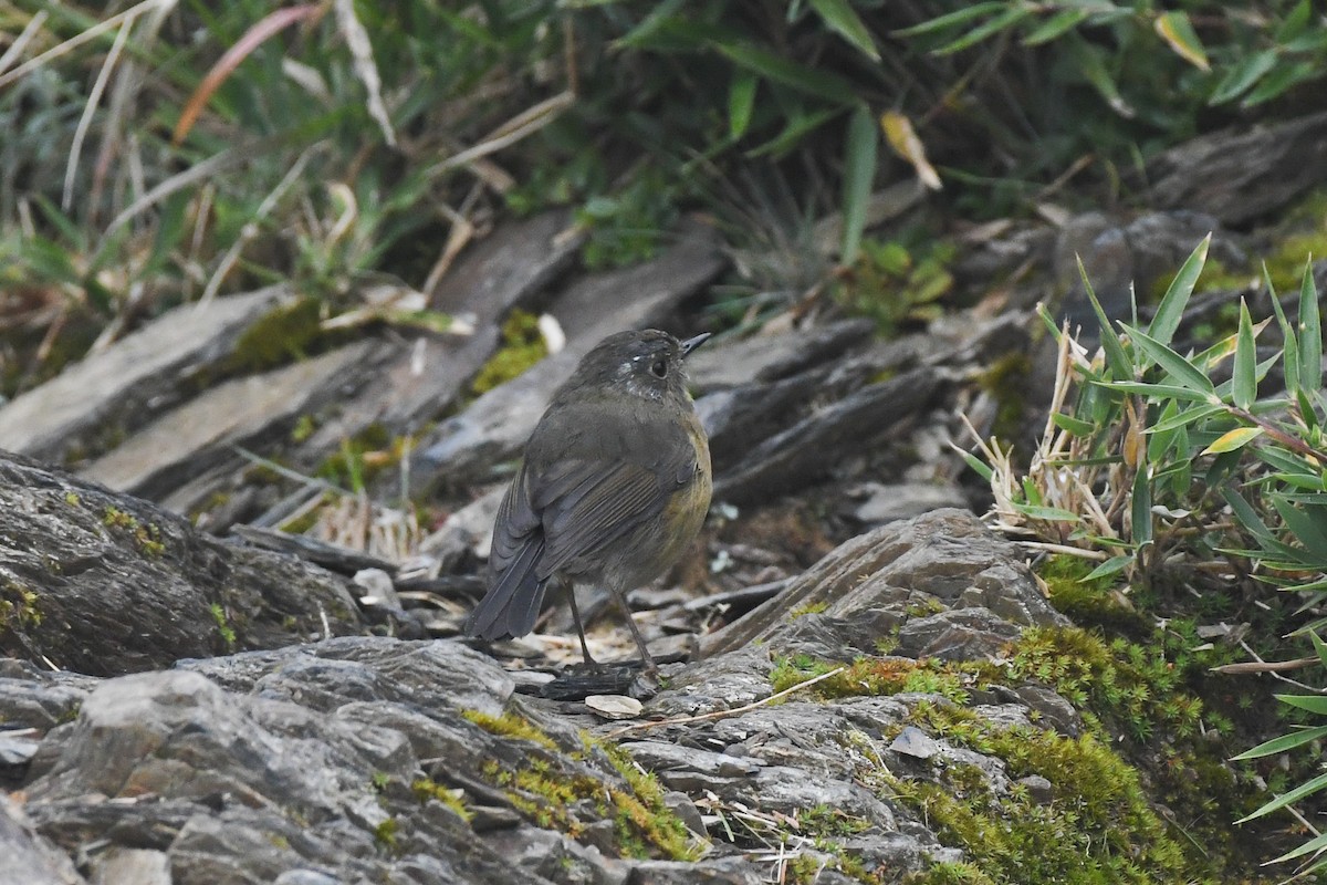 アリサンヒタキ - ML646571234