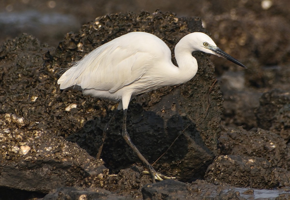 Aigrette garzette - ML646571235