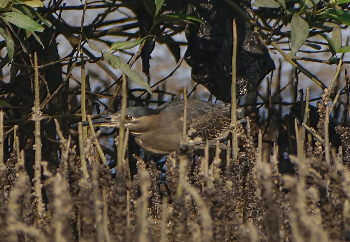 Héron des mangroves - ML646571237
