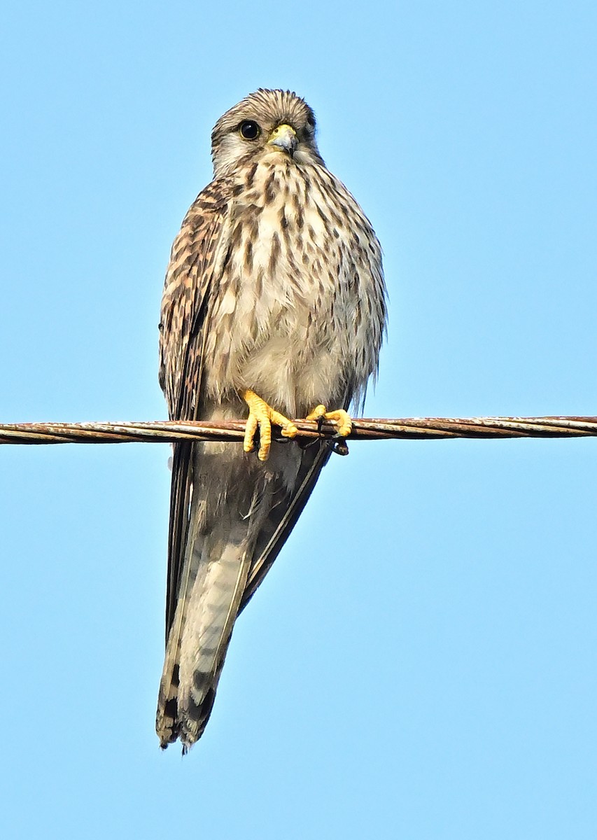 Eurasian Kestrel - ML646571239