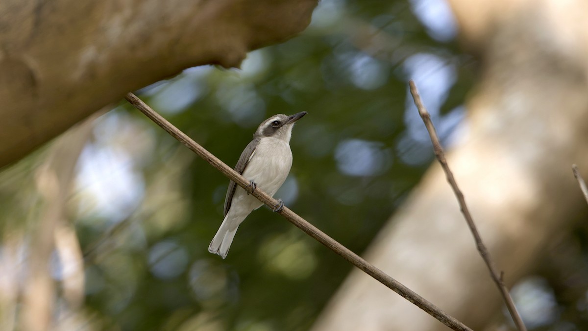 Indienvanga - ML646571246