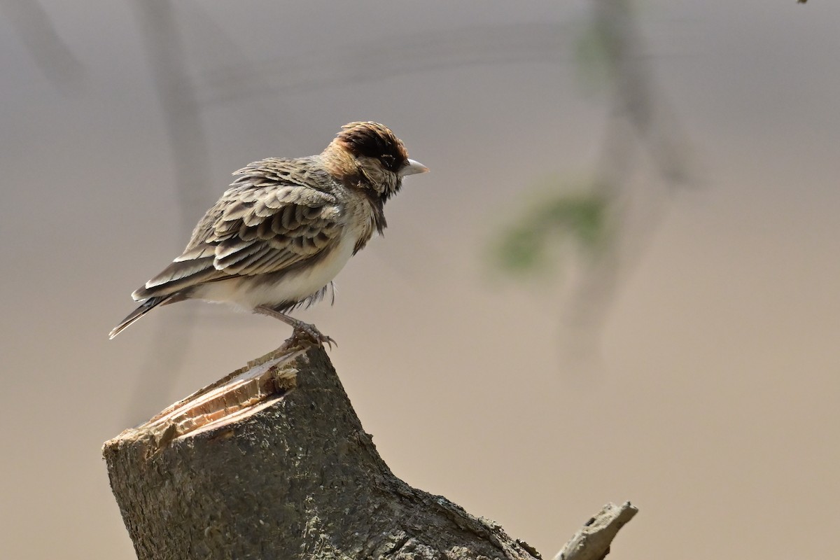 Fischer's Sparrow-Lark - ML646571247