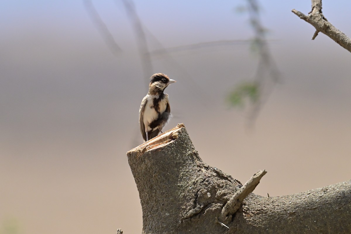 Fischer's Sparrow-Lark - ML646571248
