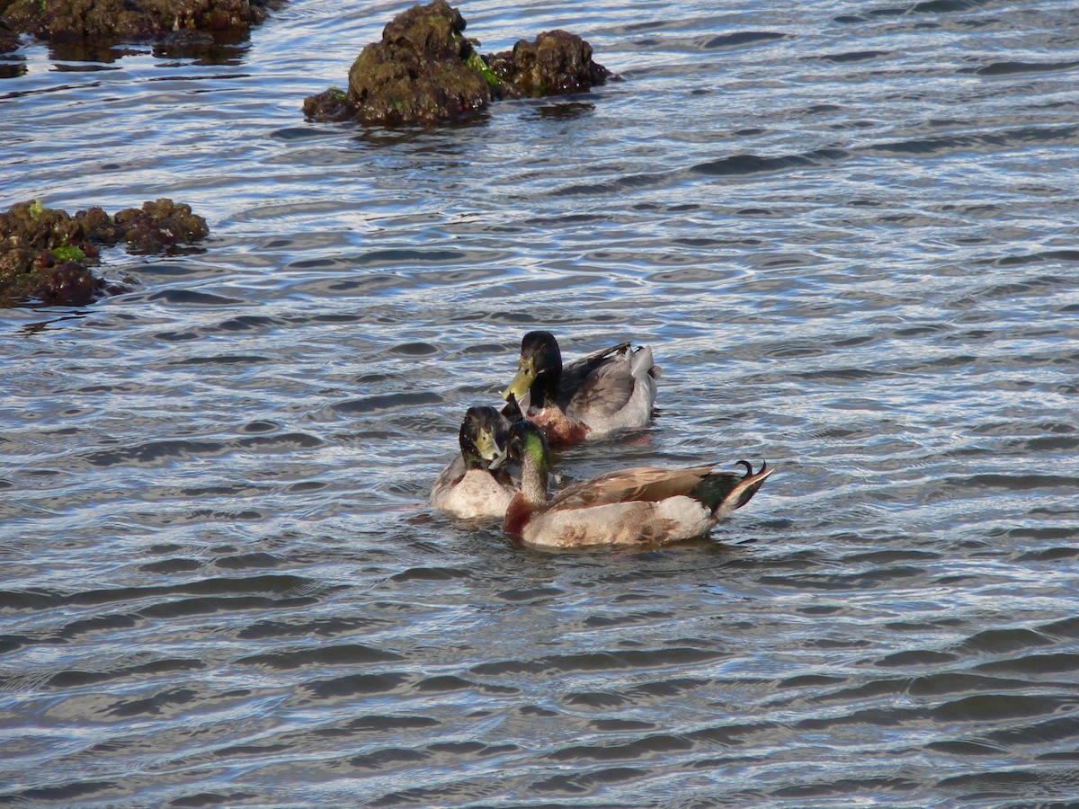 Mallard (Domestic type) - ML646571250