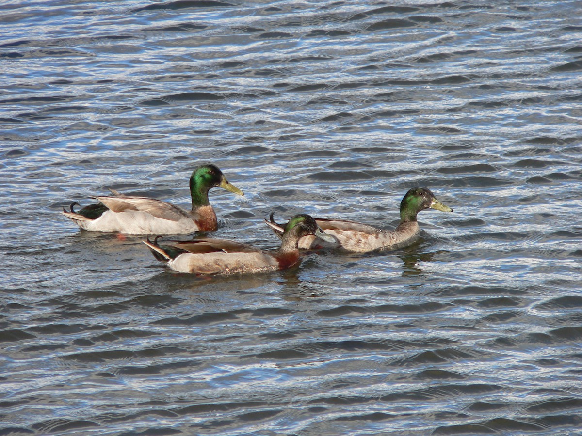Mallard (Domestic type) - ML646571251