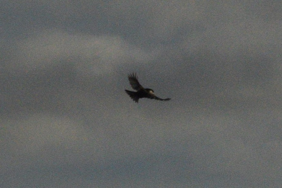 Willow Tit - ML646571253