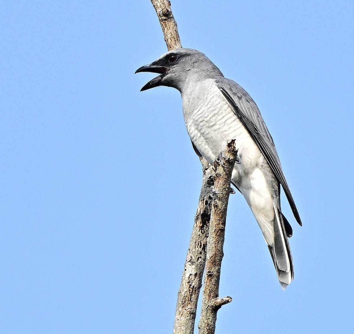 Indian Cuckooshrike - ML646571254