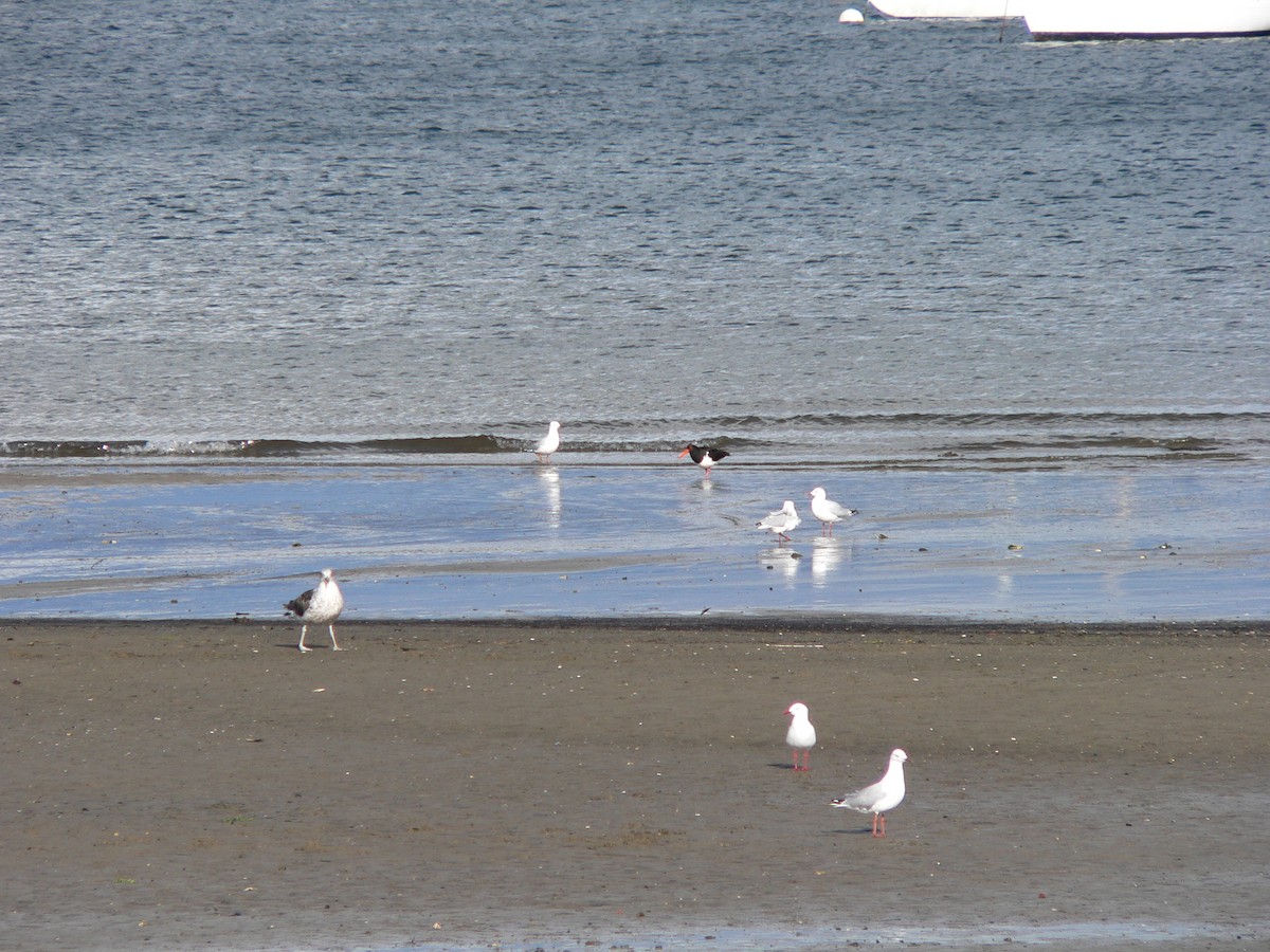 Pied Oystercatcher - ML646571256