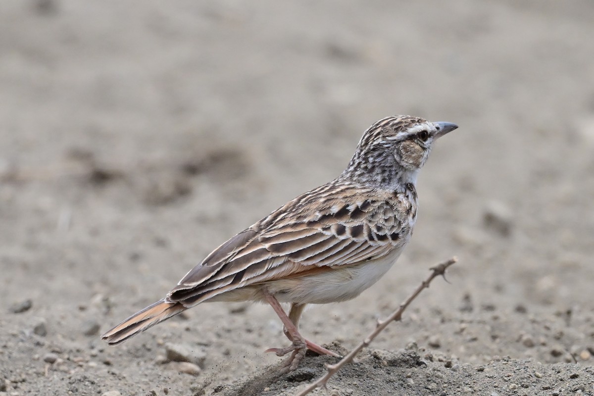 Fawn-colored Lark (Foxy) - ML646571257