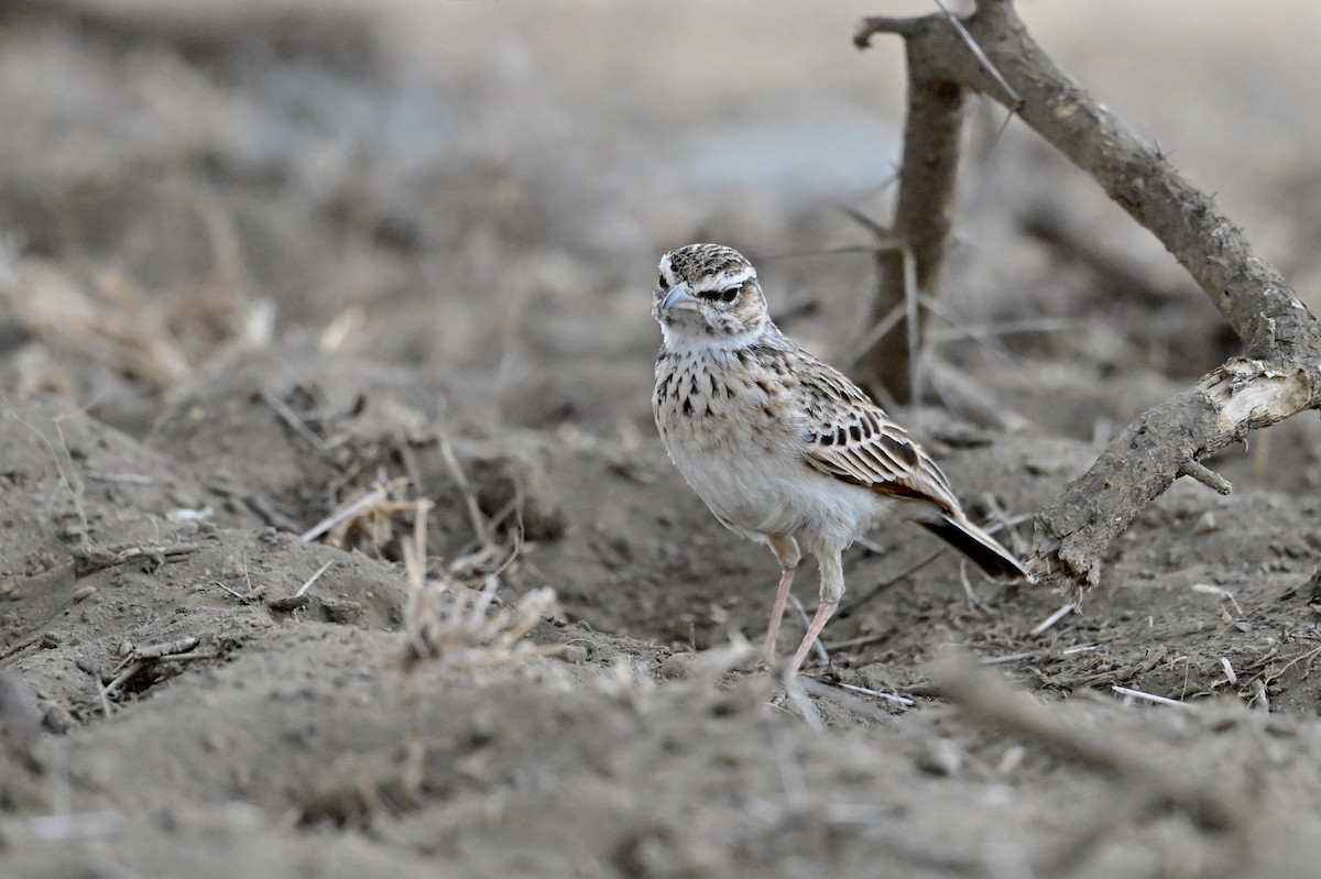 Fawn-colored Lark (Foxy) - ML646571258