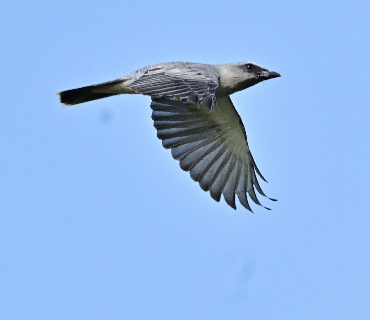 Indian Cuckooshrike - ML646571261