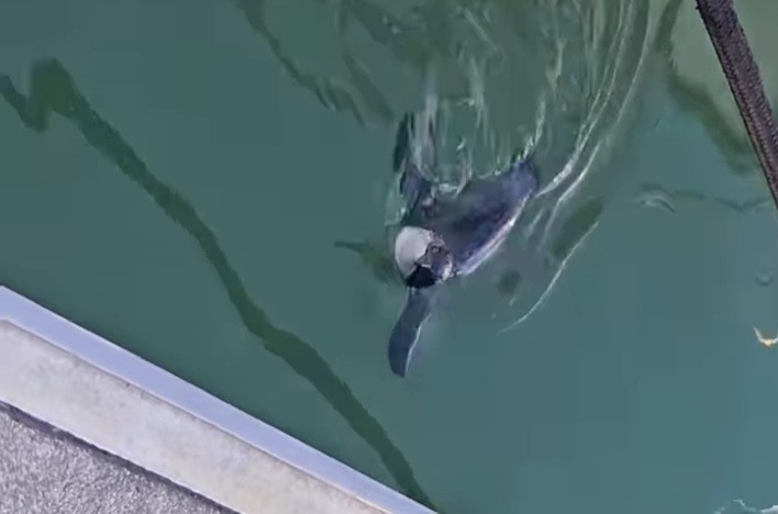 Little Penguin - ML646571263