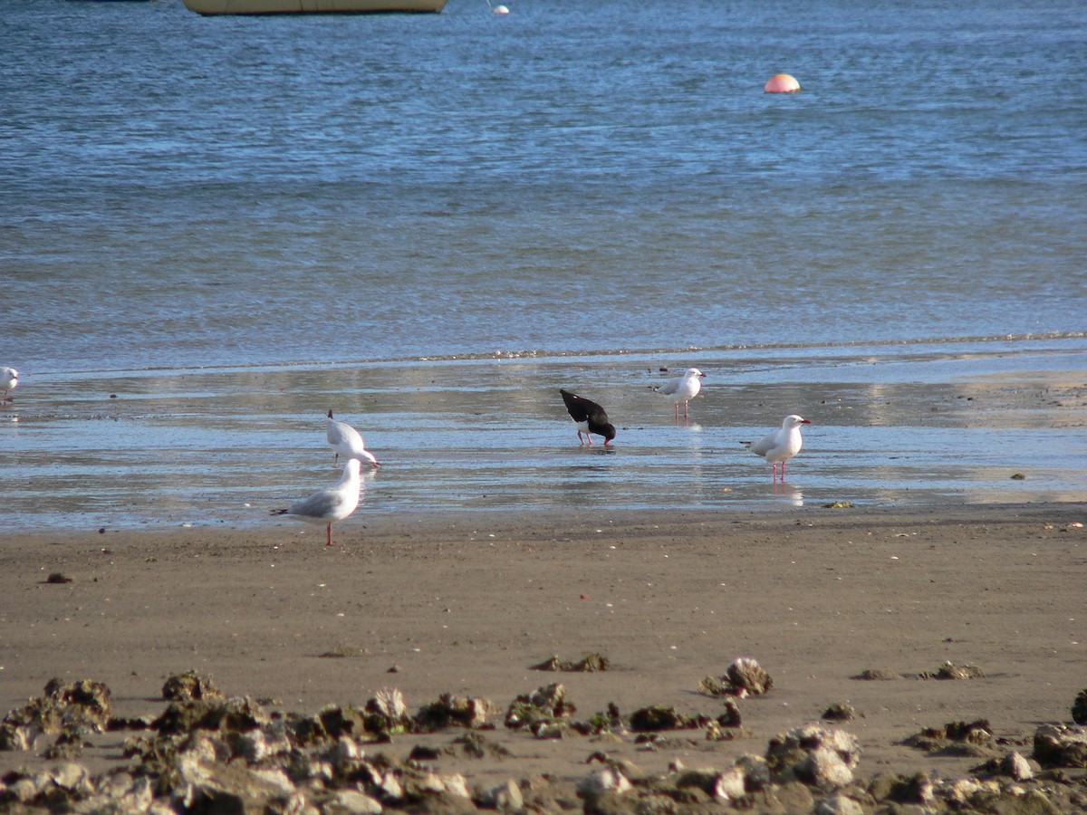 Pied Oystercatcher - ML646571264