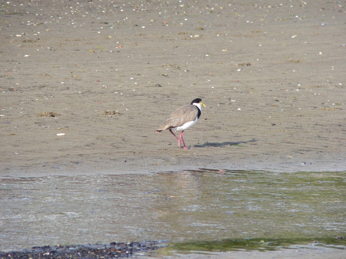 Masked Lapwing (Black-shouldered) - ML646571266