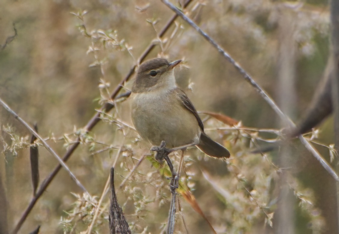 Hypolaïs bottée - ML646571267