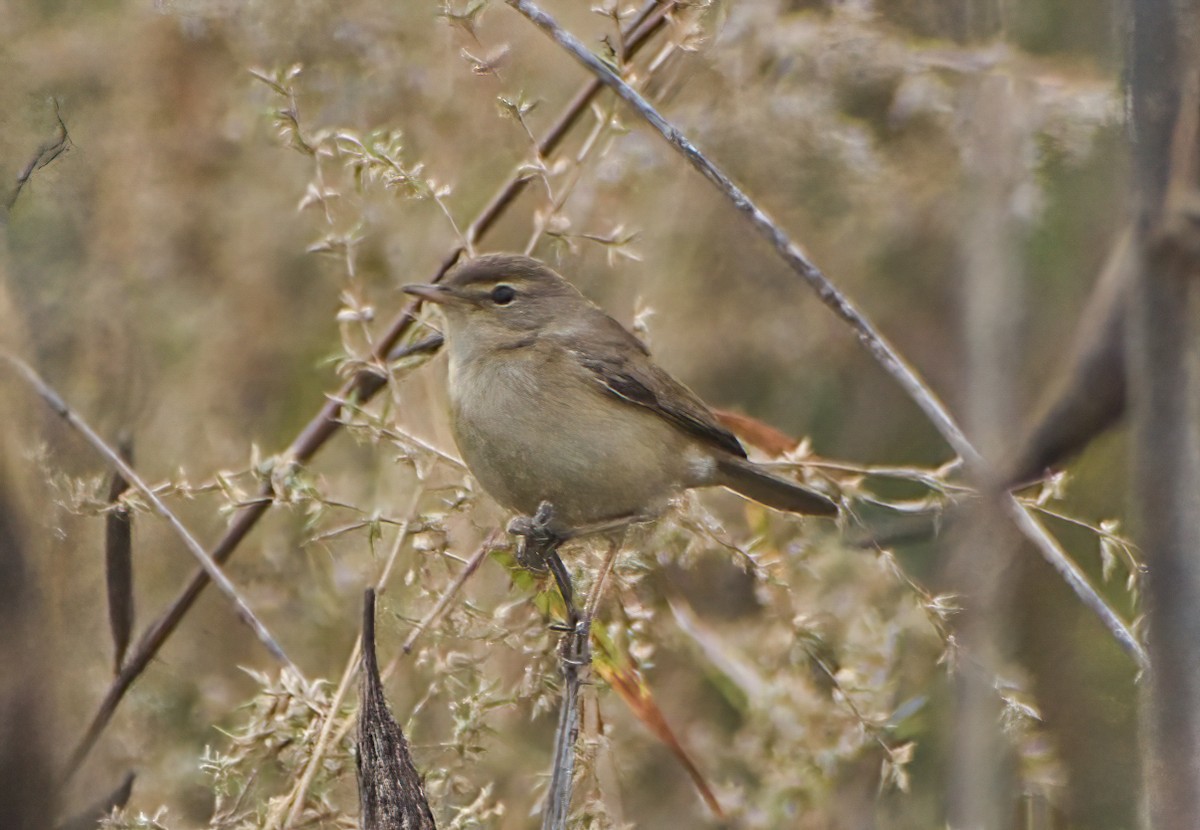 Hypolaïs bottée - ML646571271