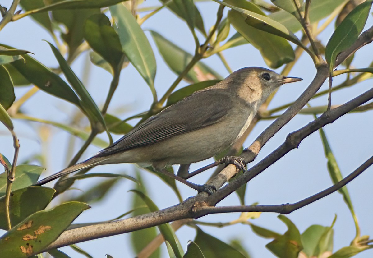 Hypolaïs rama - ML646571274