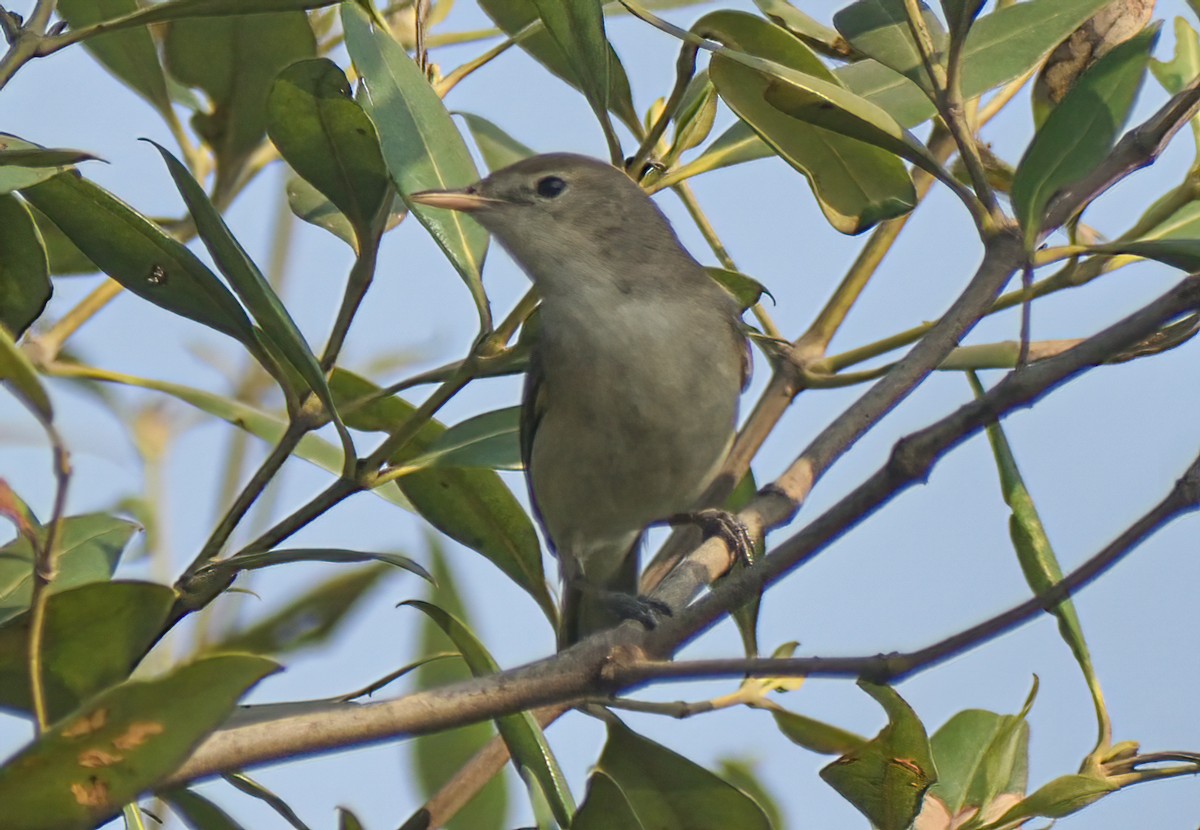 Hypolaïs rama - ML646571275