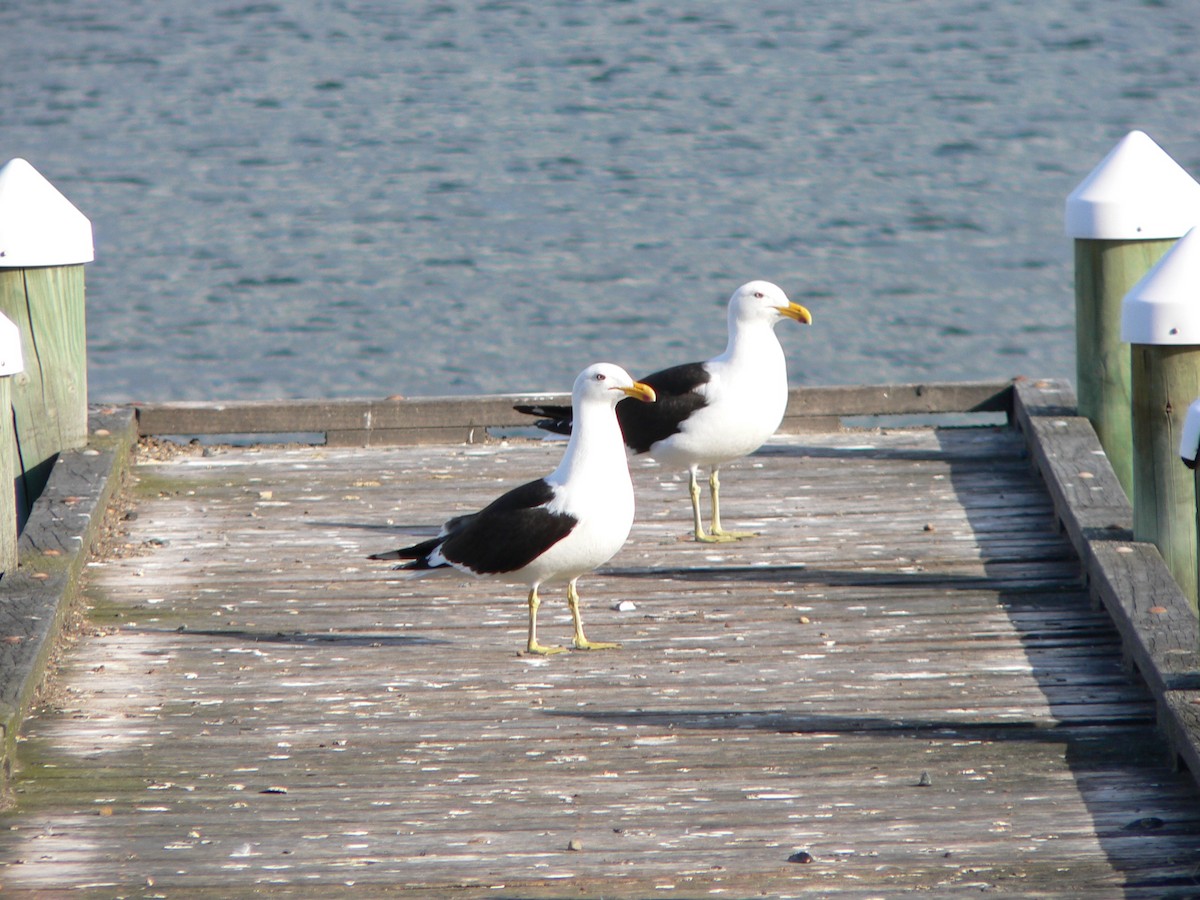 Kelp Gull - ML646571276