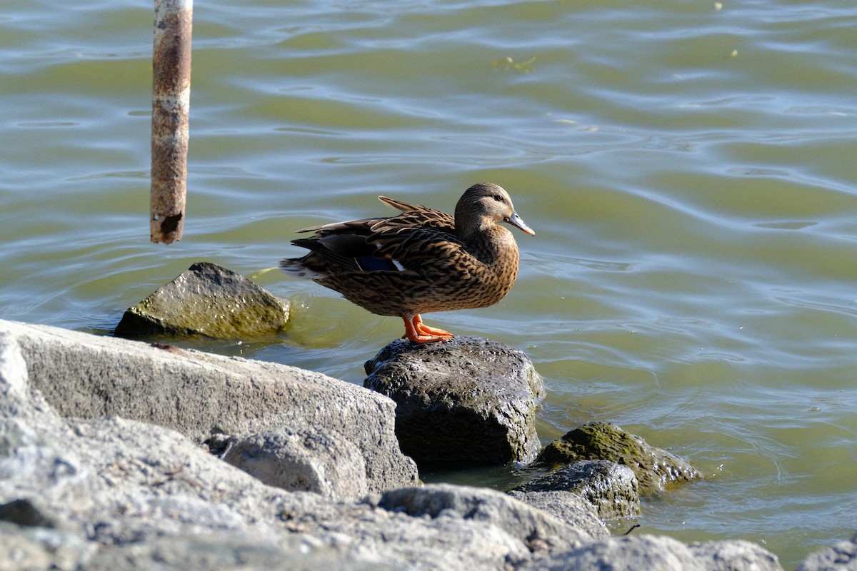 kachna divoká - ML646571279