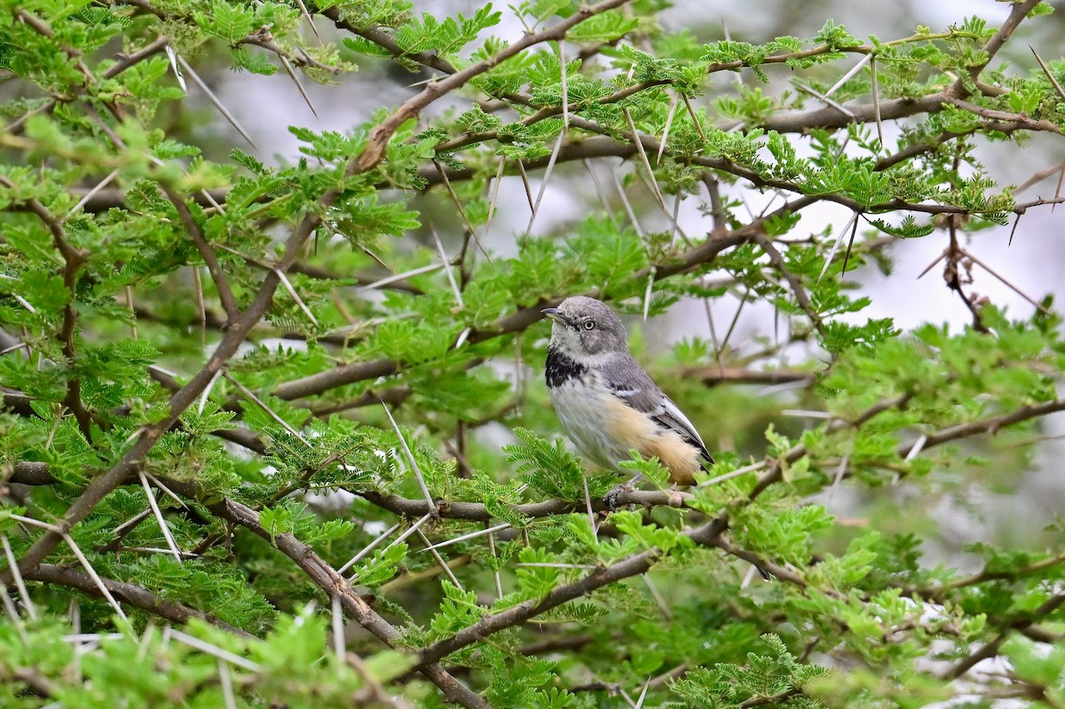 Banded Parisoma - ML646571288