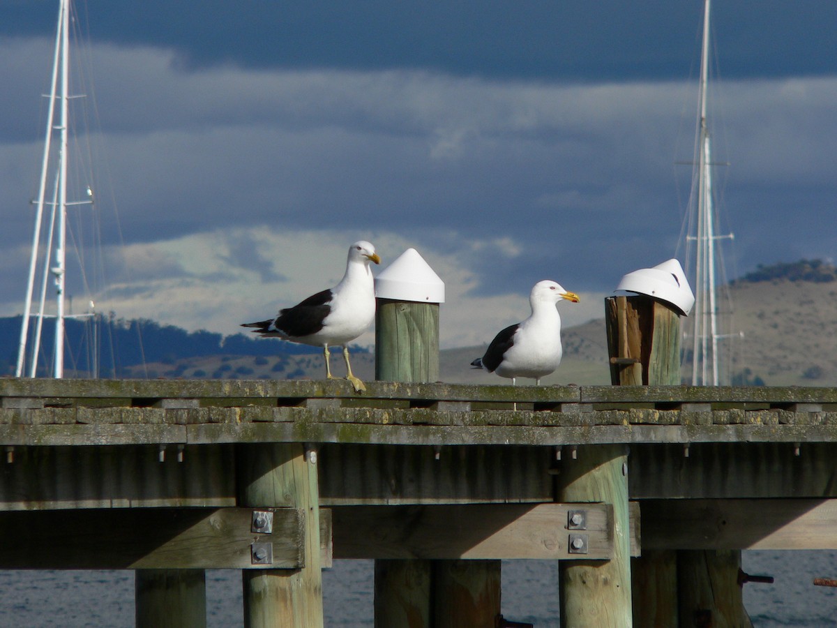 Kelp Gull - ML646571291