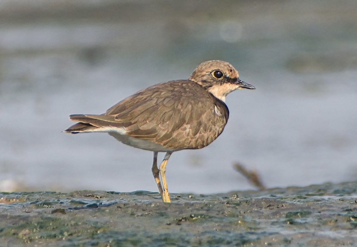 Pluvier petit-gravelot - ML646571295