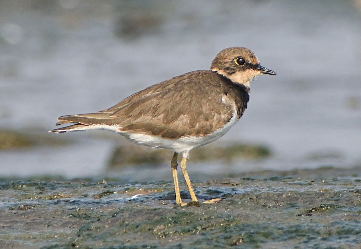 Pluvier petit-gravelot - ML646571296