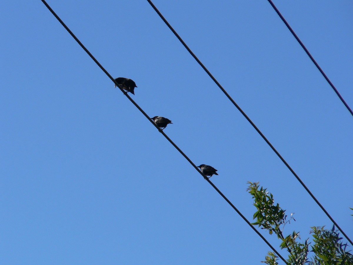 European Starling - ML646571299