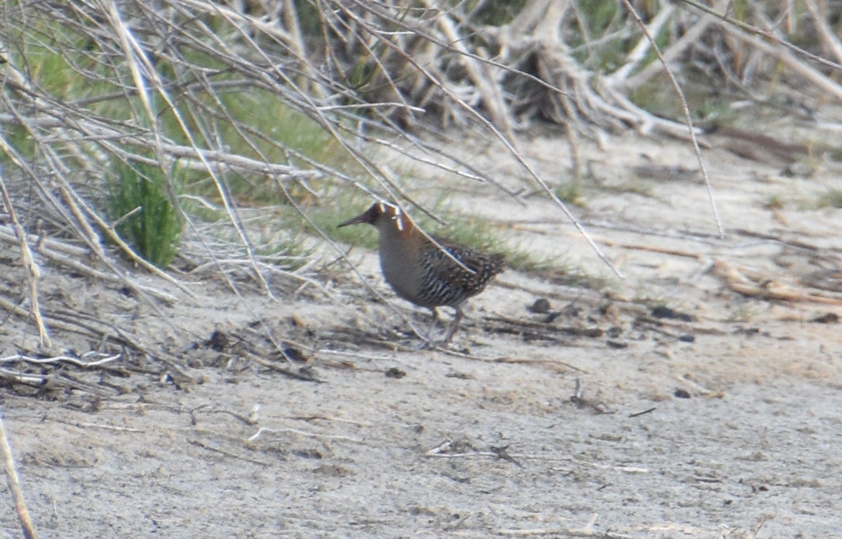 Левинія австралійська - ML646571300