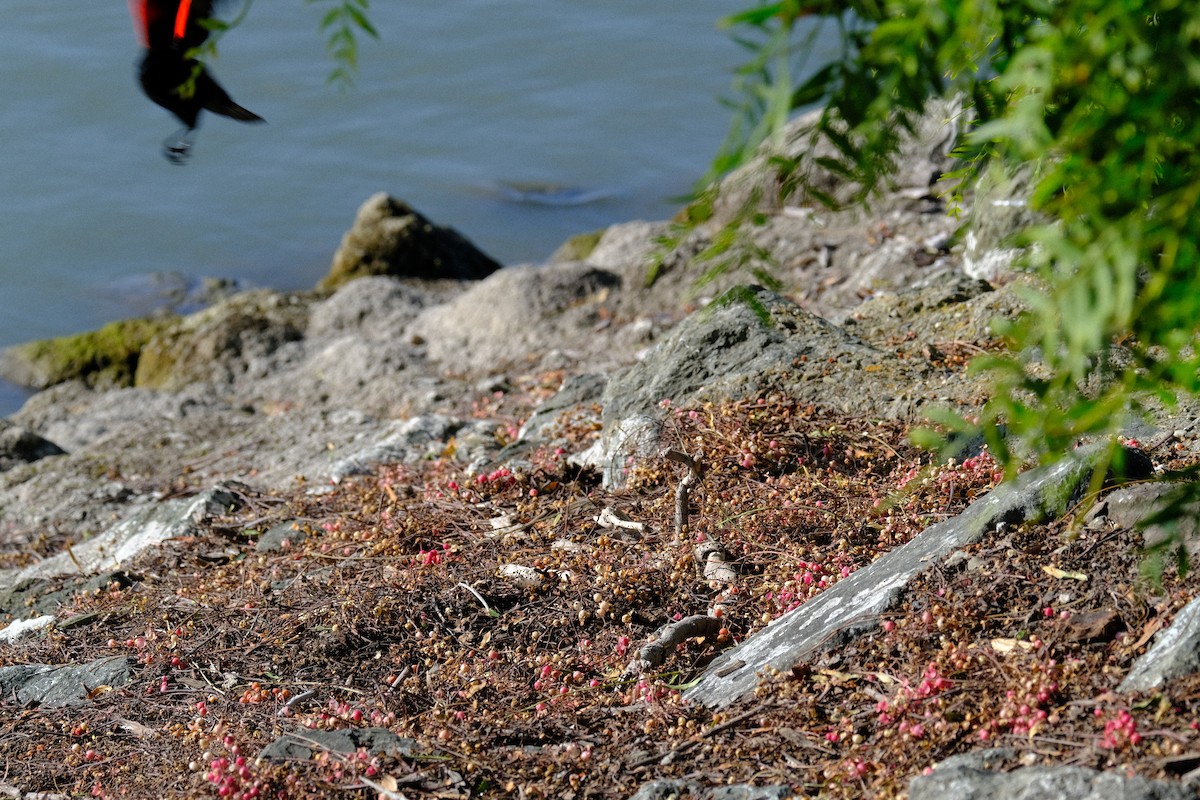 vlhovec červenokřídlý - ML646571302