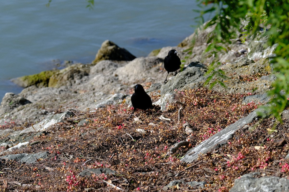 vlhovec červenokřídlý - ML646571303