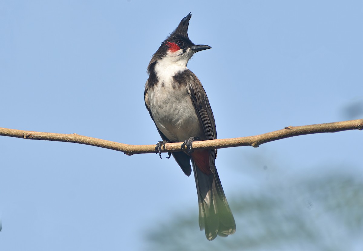 Bulbul orphée - ML646571316