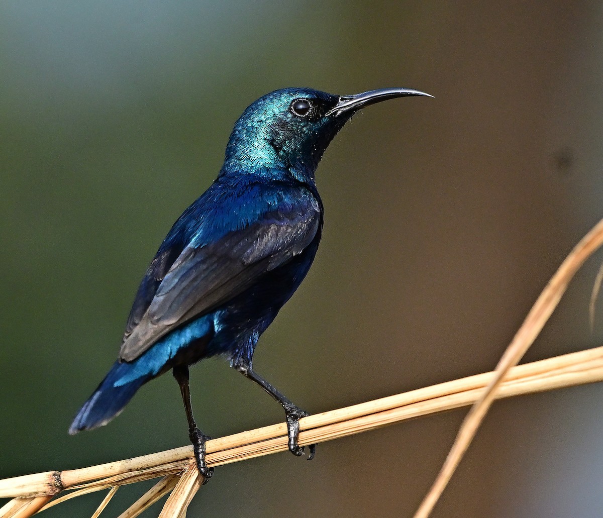 Purple Sunbird - ML646571318