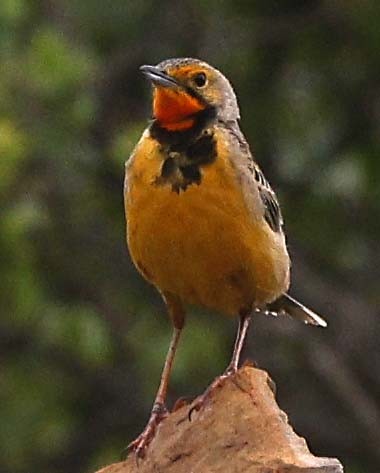 Orange-throated Longclaw - ML646571320