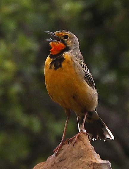 Orange-throated Longclaw - ML646571321