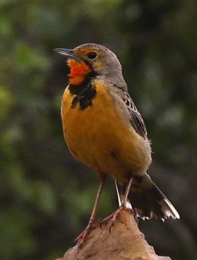 Orange-throated Longclaw - ML646571322