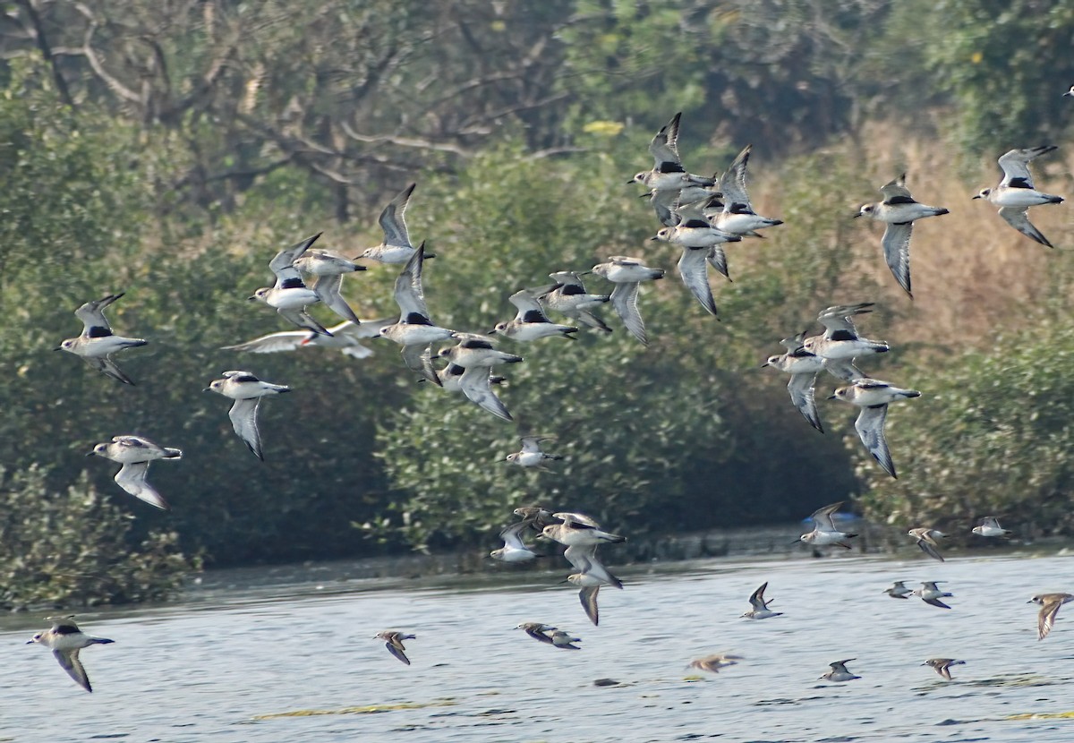 Pluvier argenté - ML646571323