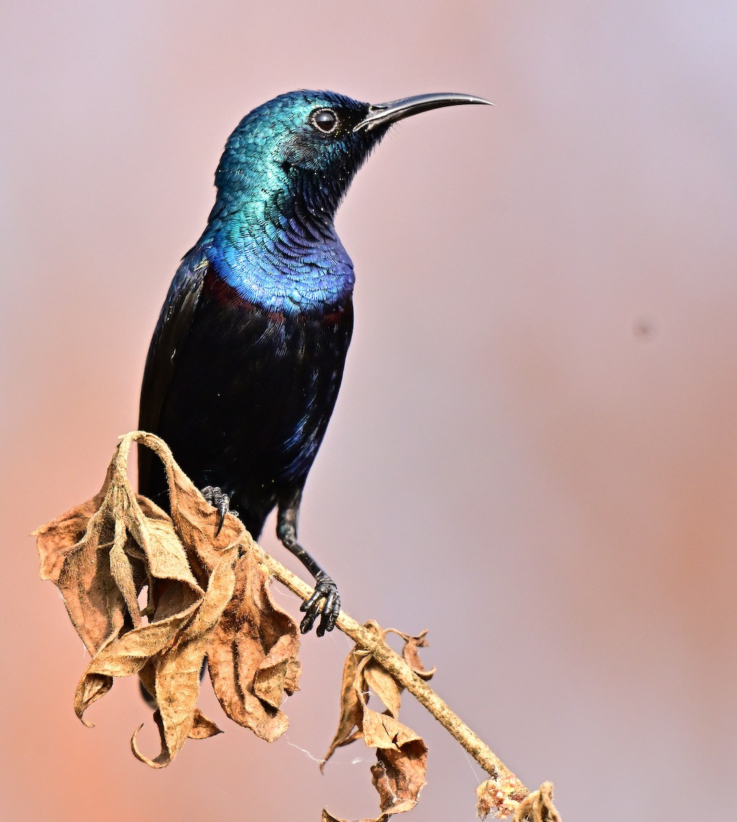 Purple Sunbird - ML646571327
