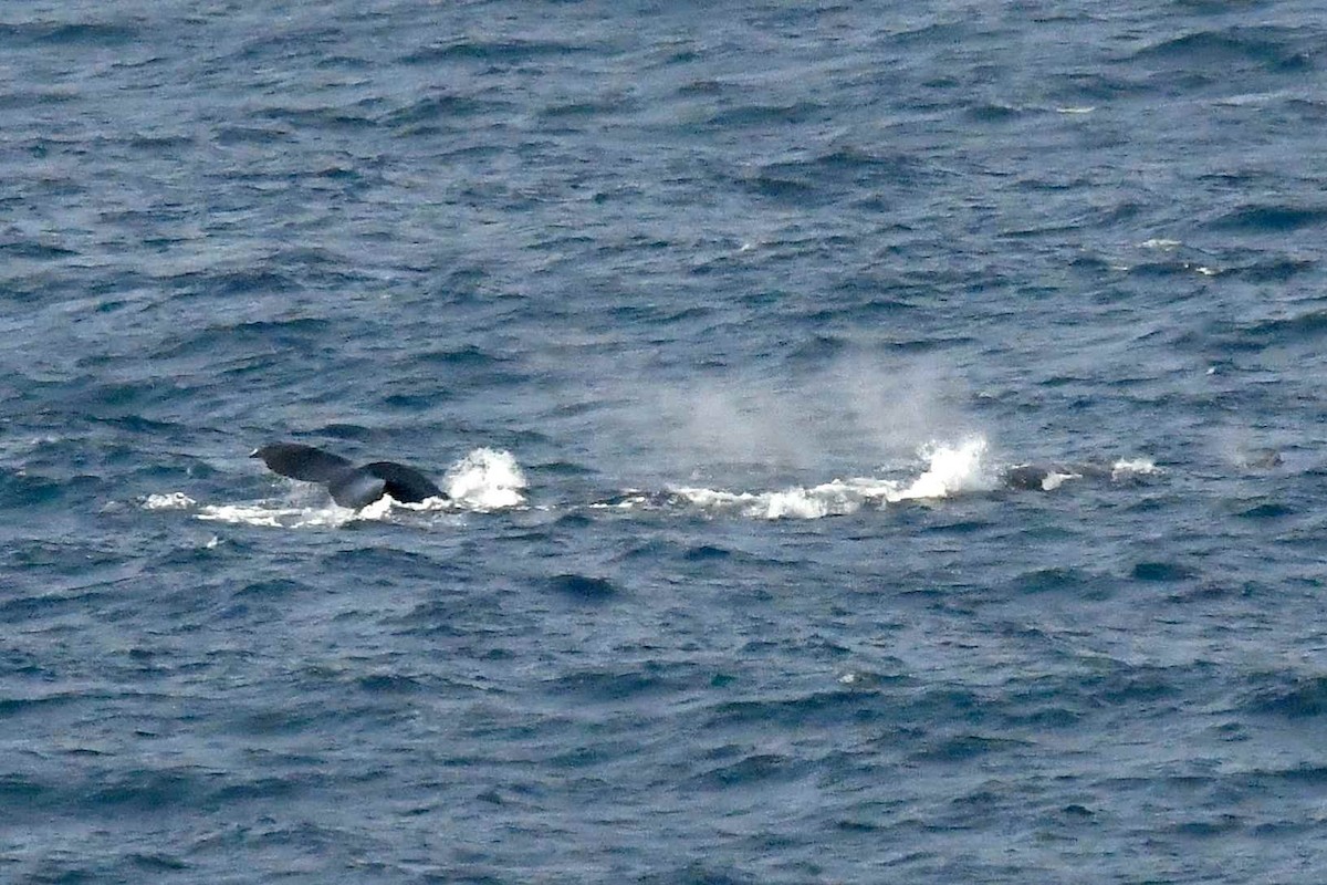 Humpback Whale - ML646571328