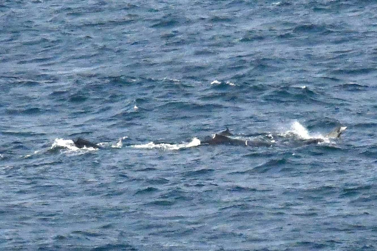 Humpback Whale - ML646571334