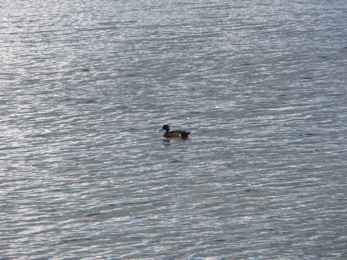 Mallard (Domestic type) - ML646571339