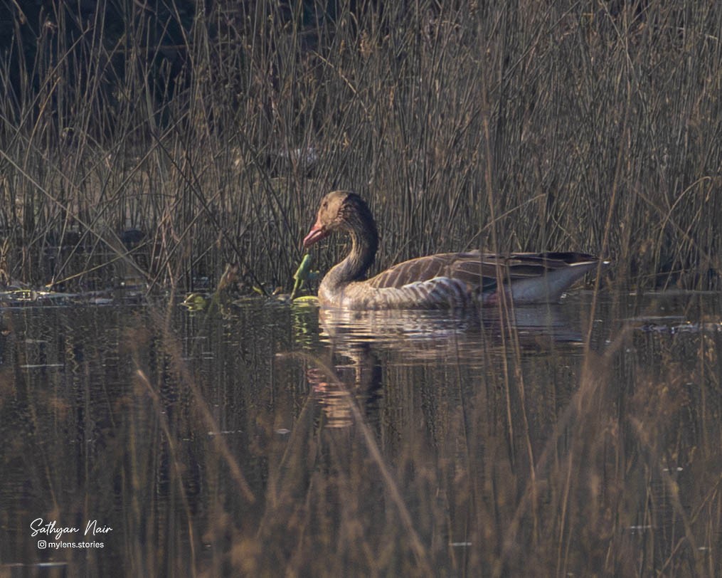 Graylag Goose - ML646571343